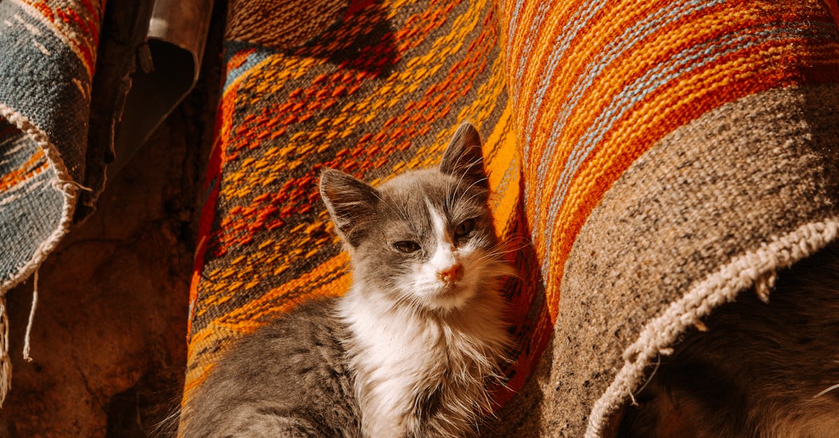 Are Moroccan rugs still in style?